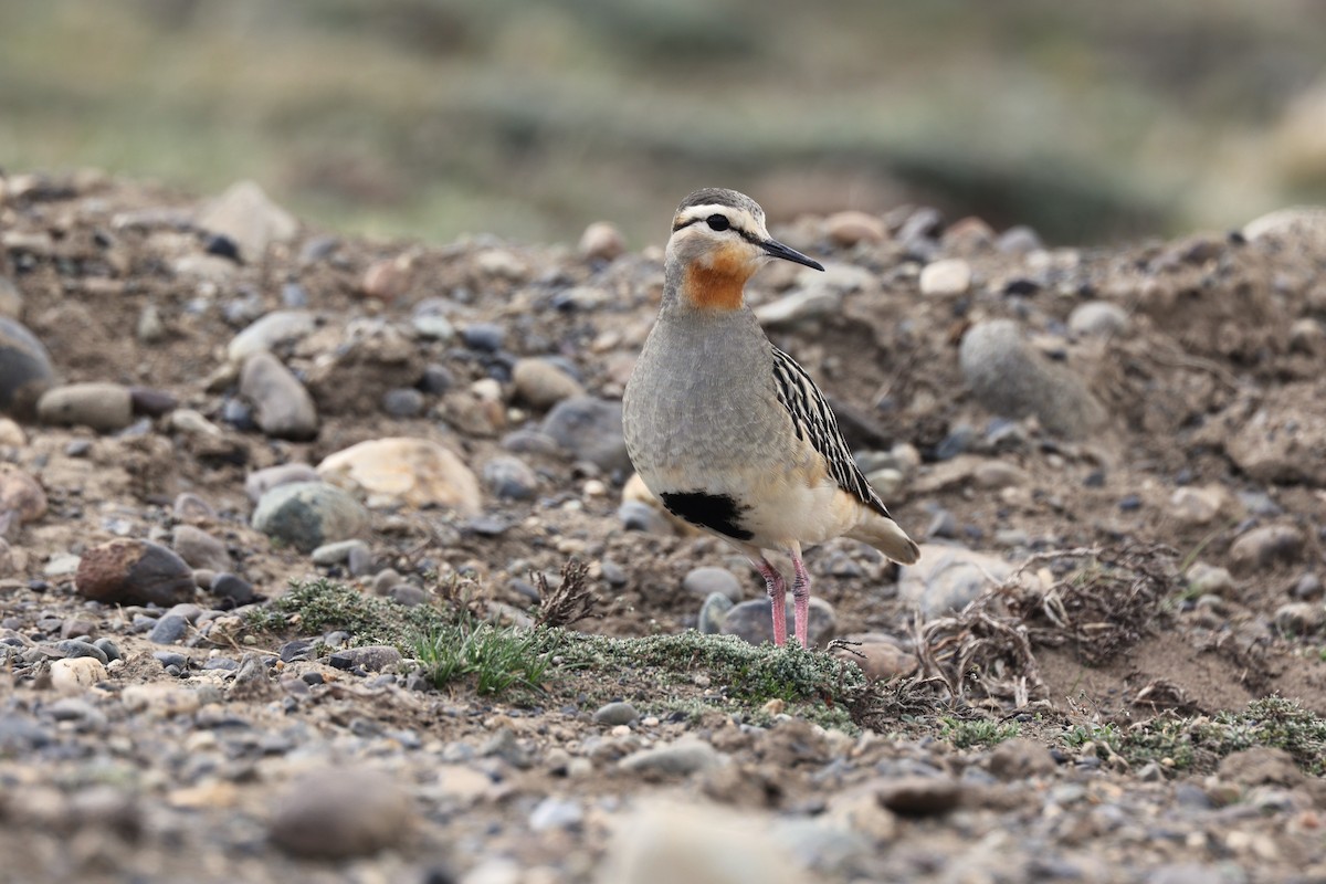 Chorlito Cabezón - ML644225355
