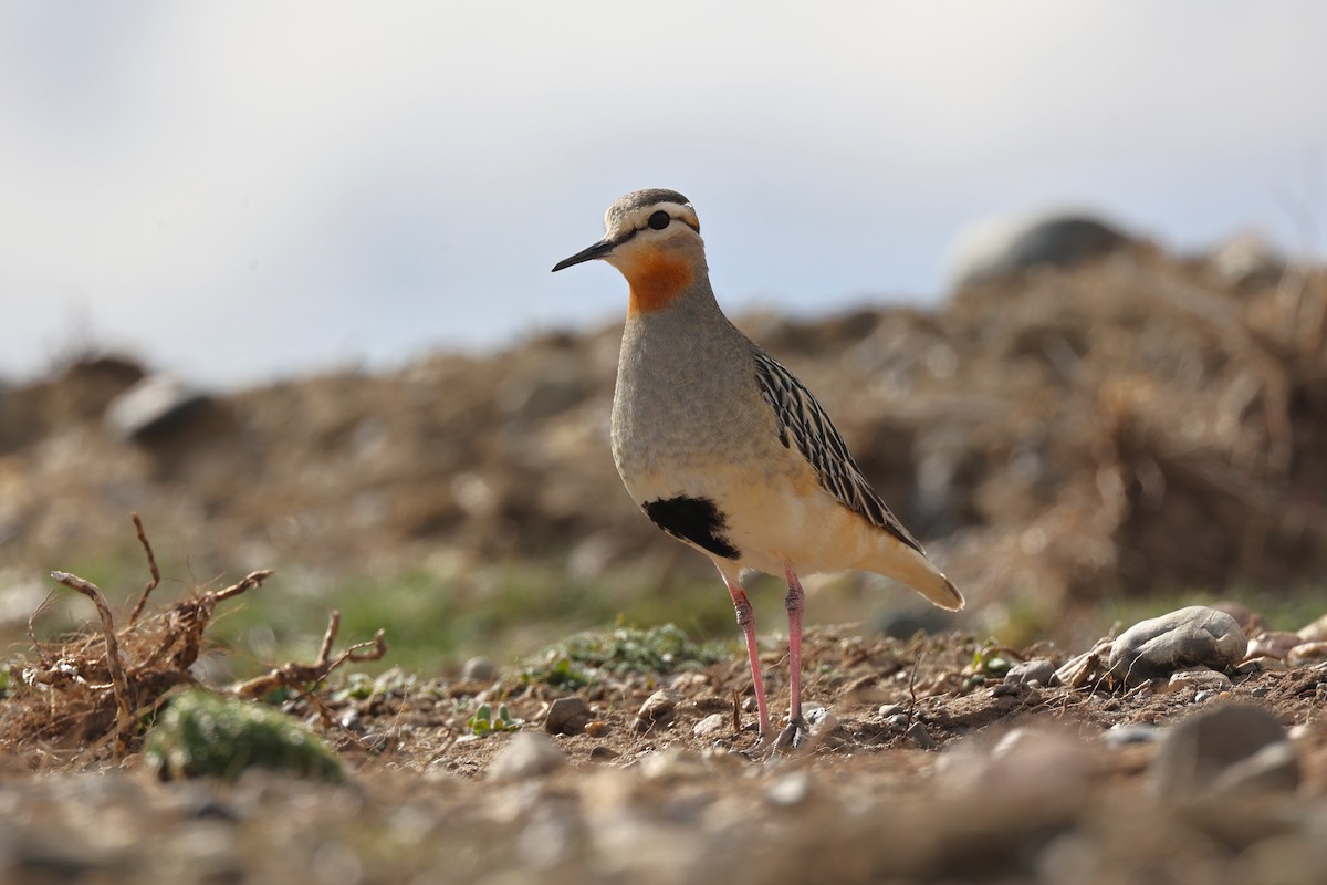 Chorlito Cabezón - ML644225356