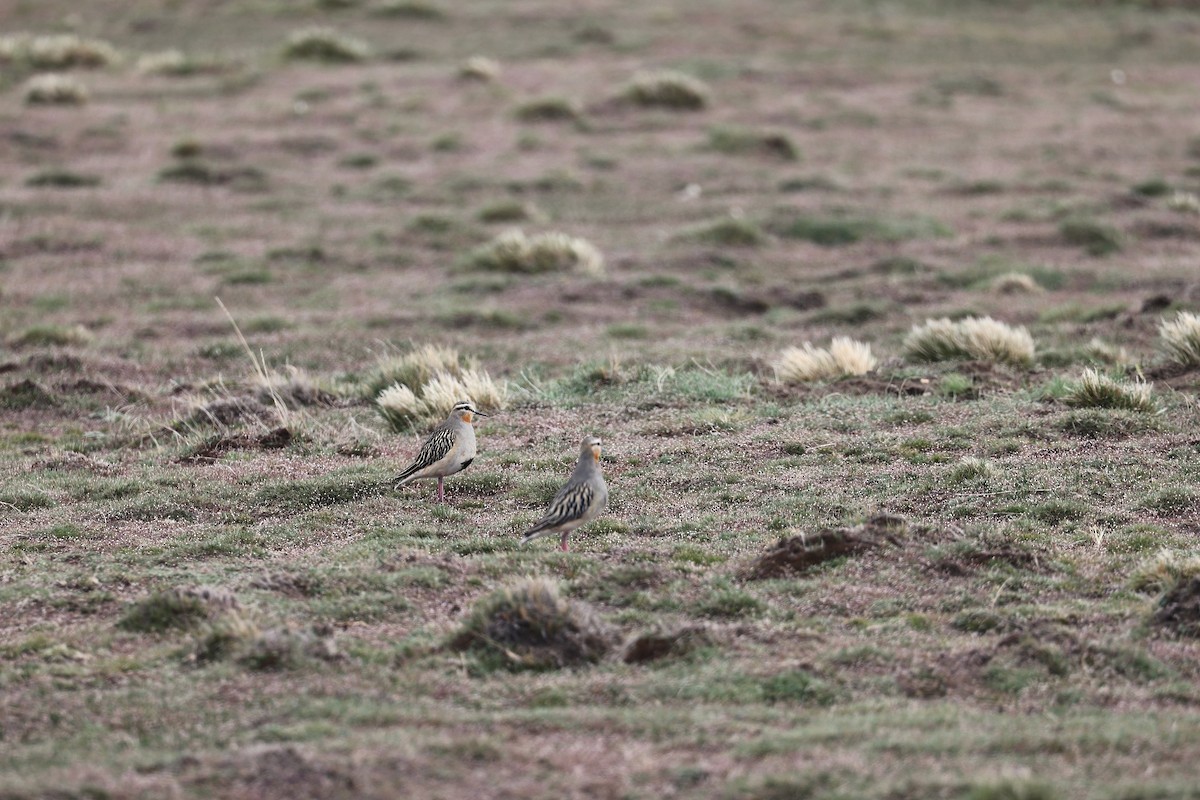 Chorlito Cabezón - ML644225357