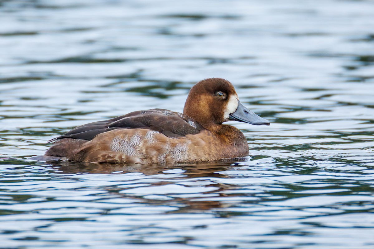 Морская чернеть - ML644225371