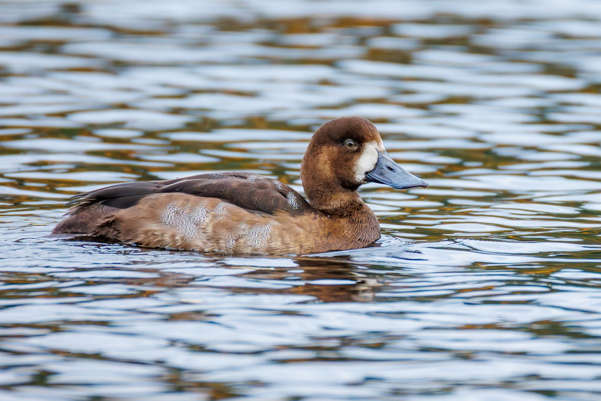 Морская чернеть - ML644225372