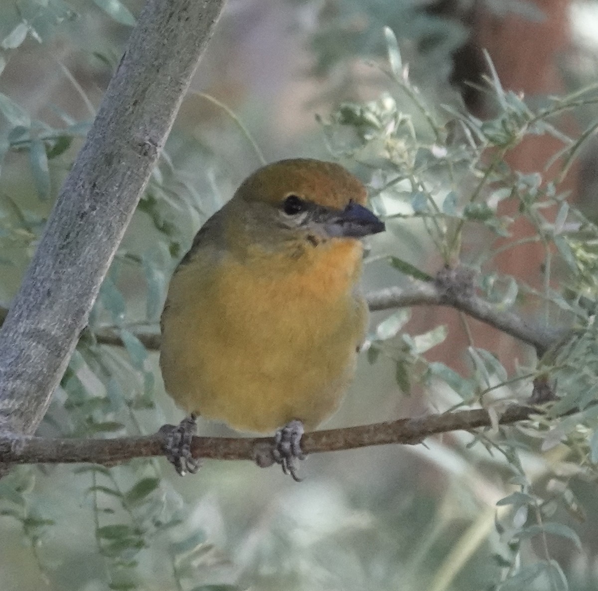 Hepatic Tanager - ML644225380
