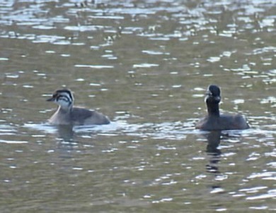 White-tufted Grebe - ML644225382