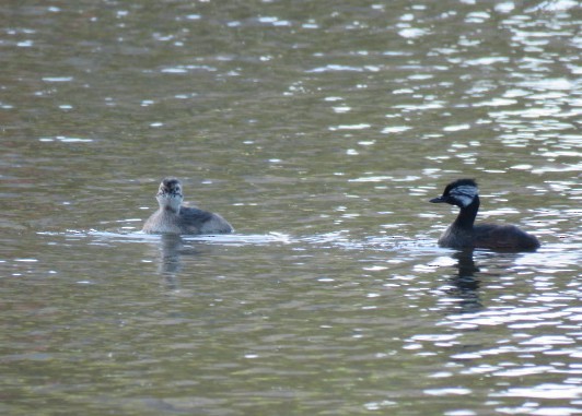 White-tufted Grebe - ML644225383