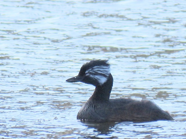 White-tufted Grebe - ML644225384