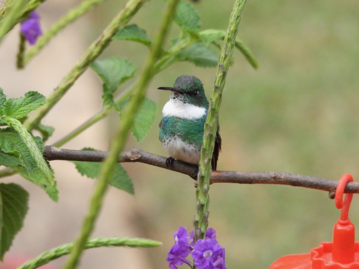 White-throated Hummingbird - ML644225388