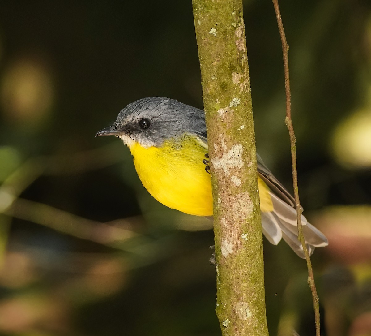 Королець жовтий - ML644225391