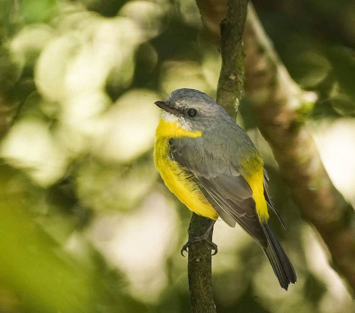 Королець жовтий - ML644225392