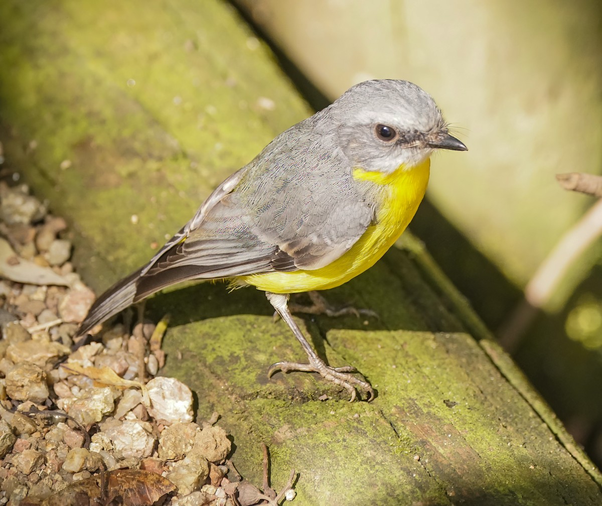 Королець жовтий - ML644225393