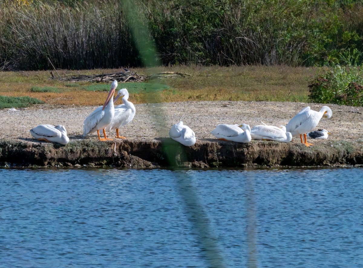 Western Gull - ML644225394