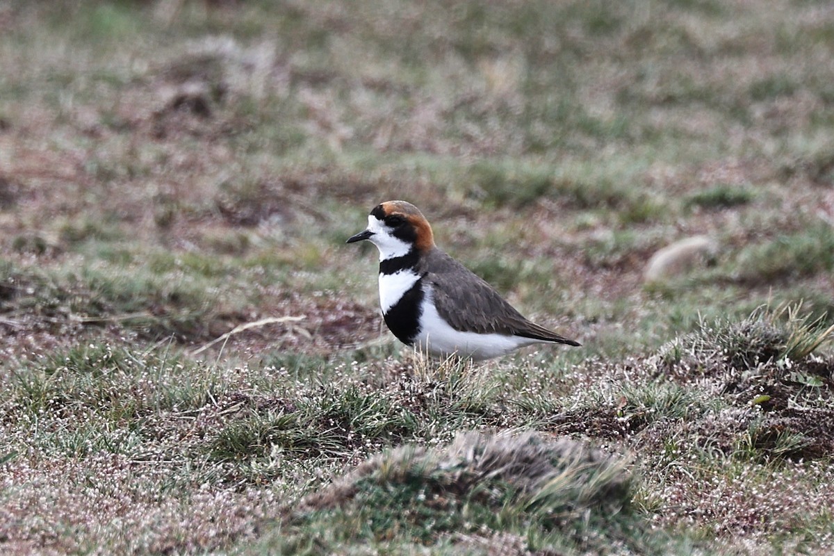 Pluvier des Falkland - ML644225417