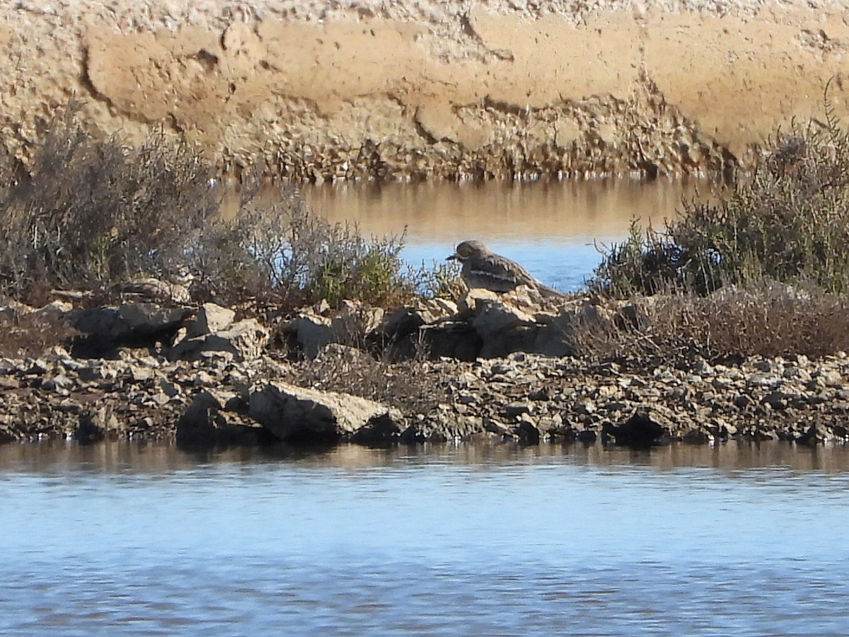 イシチドリ - ML644225436