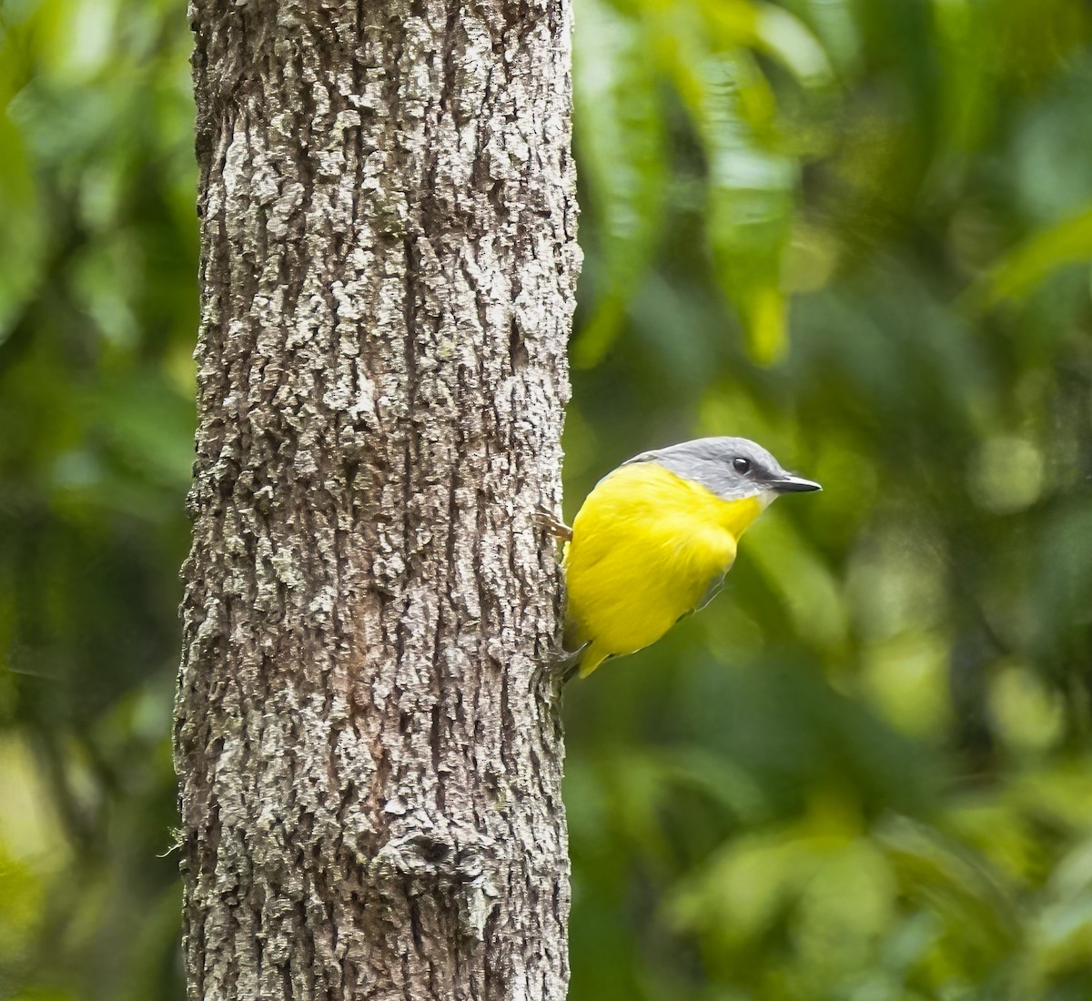 Королець жовтий - ML644225442