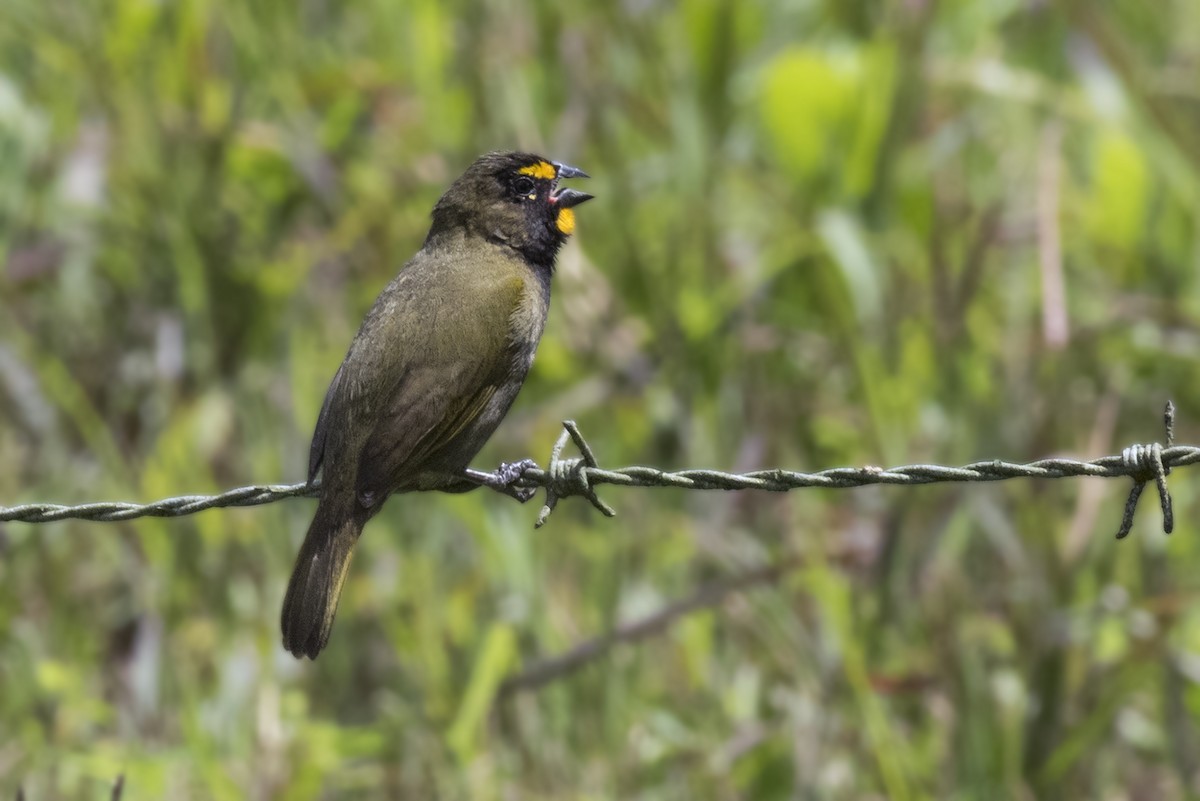 Yellow-faced Grassquit - ML644225444