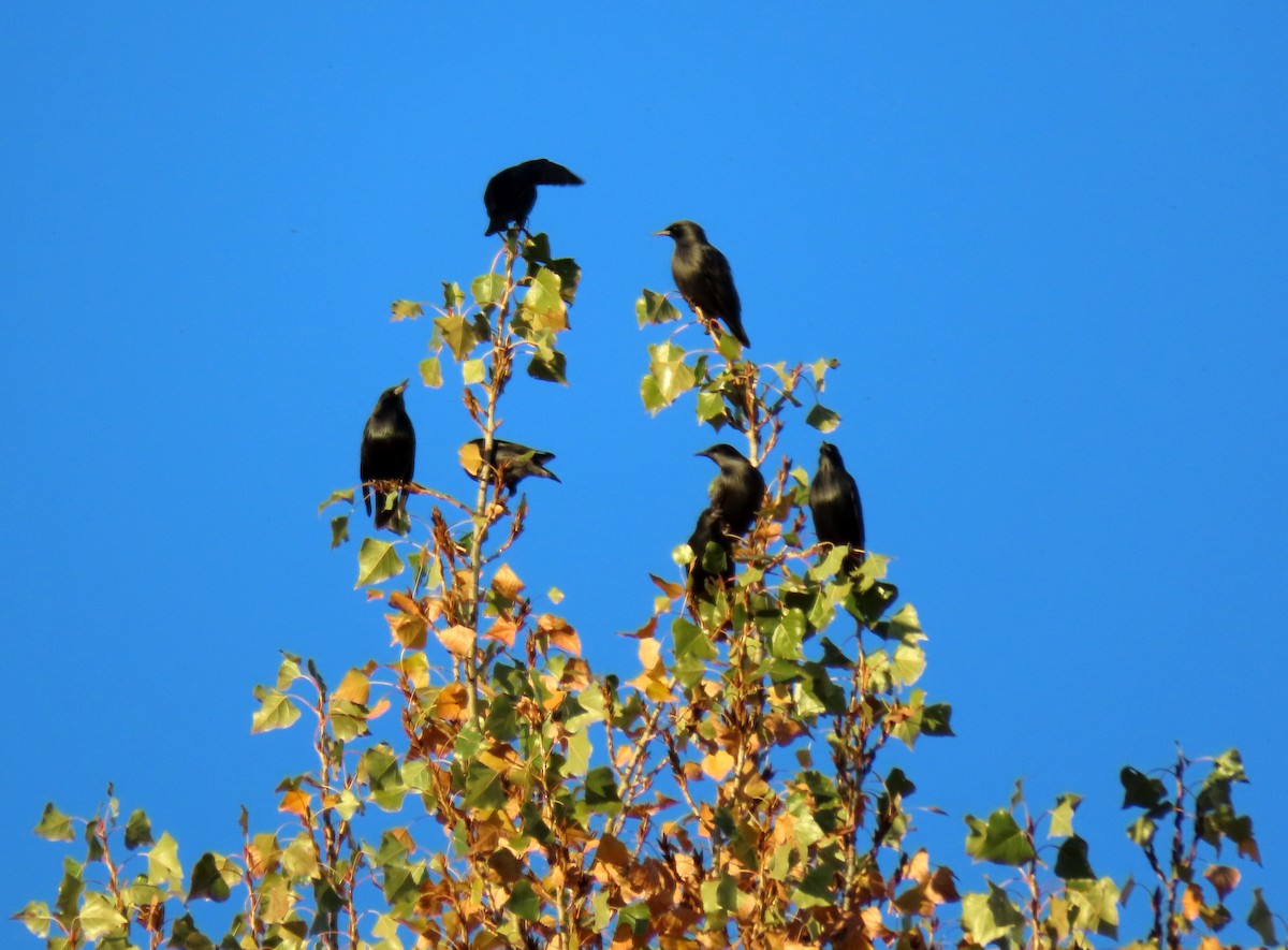 Arabazozo beltza - ML644225460