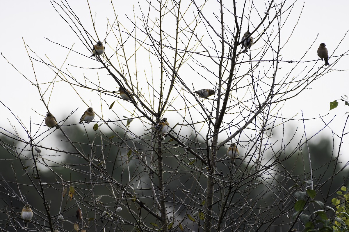 Brambling - ML644225464