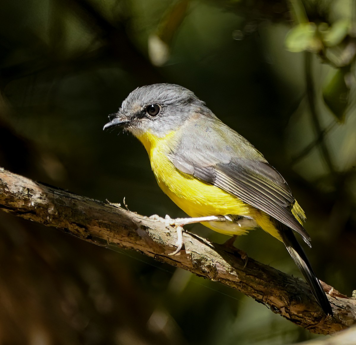 Королець жовтий - ML644225466