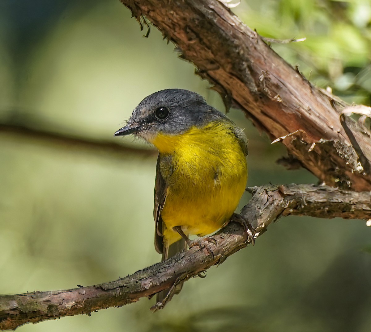 Королець жовтий - ML644225467