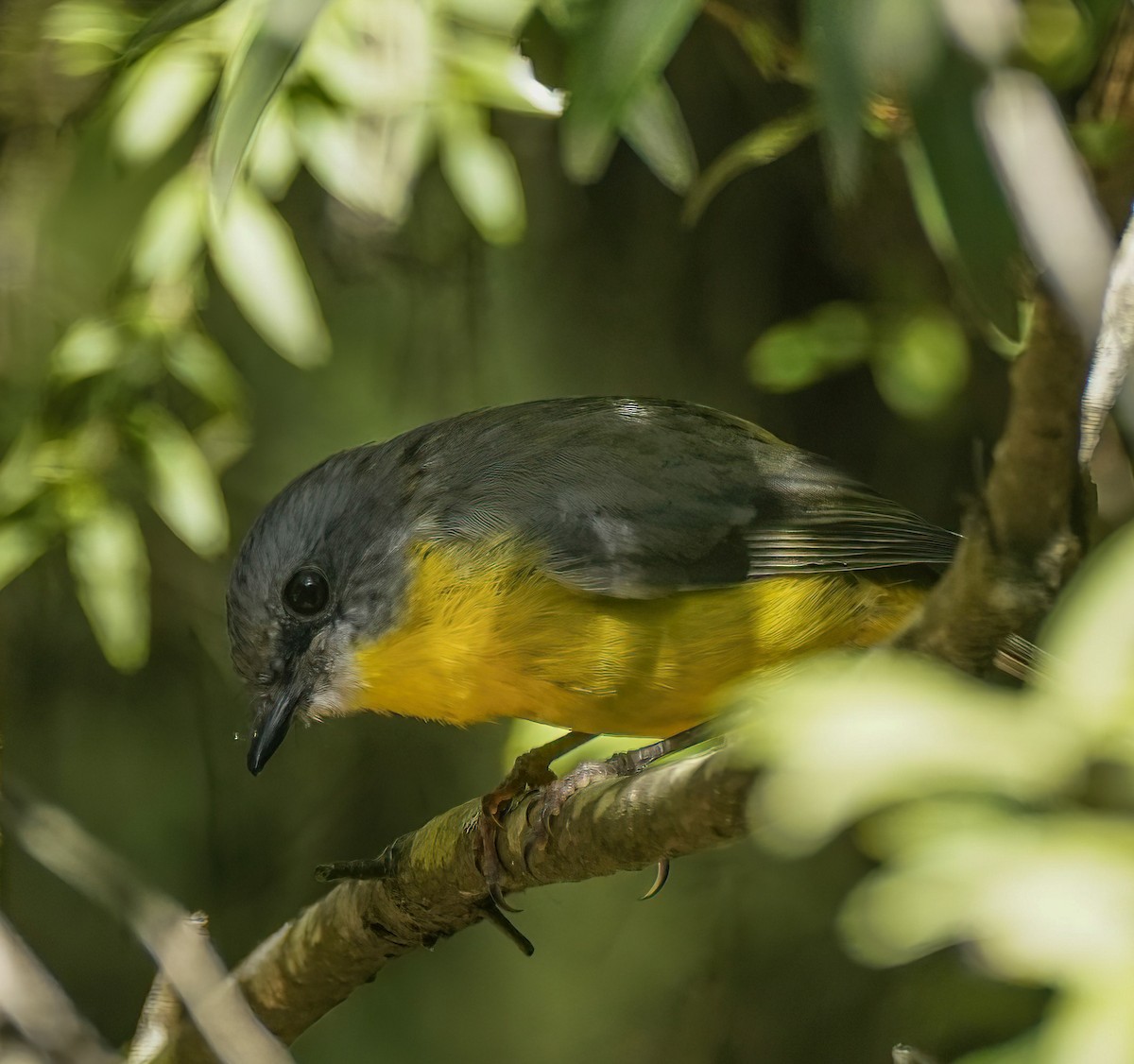 Королець жовтий - ML644225468