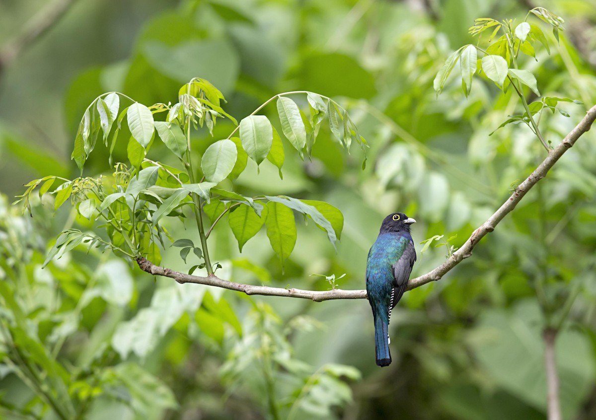 Mor Trogon - ML644225470
