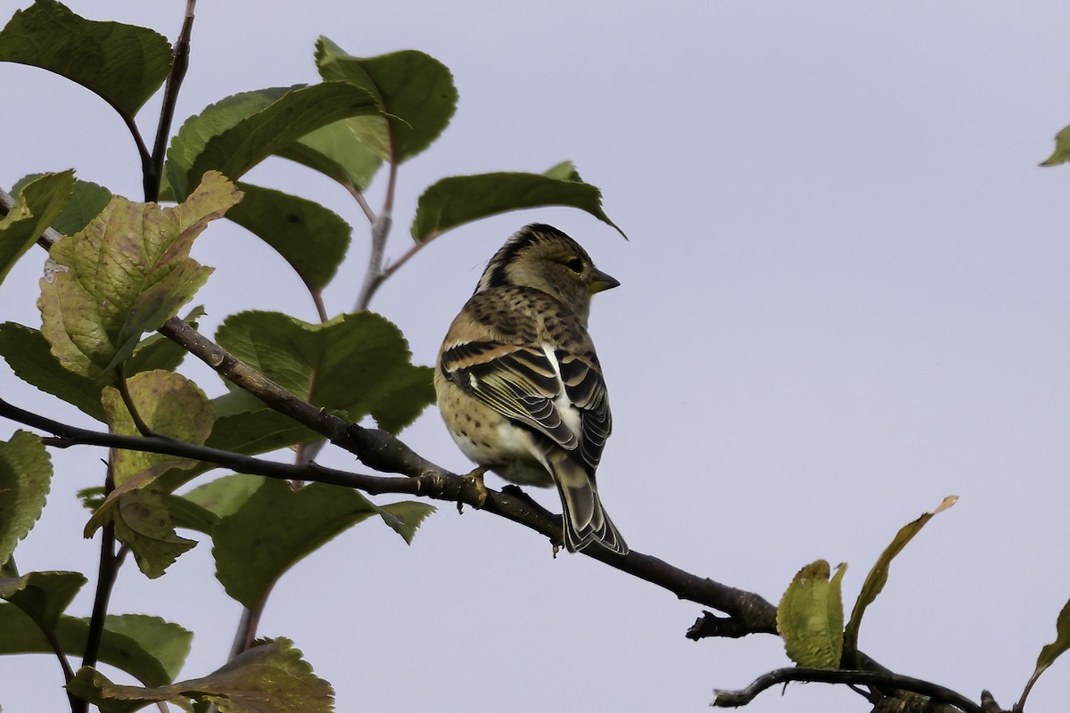 Brambling - ML644225471