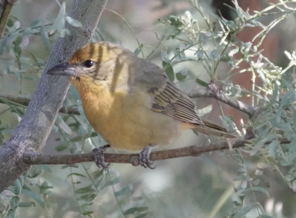 Hepatic Tanager - ML644225473