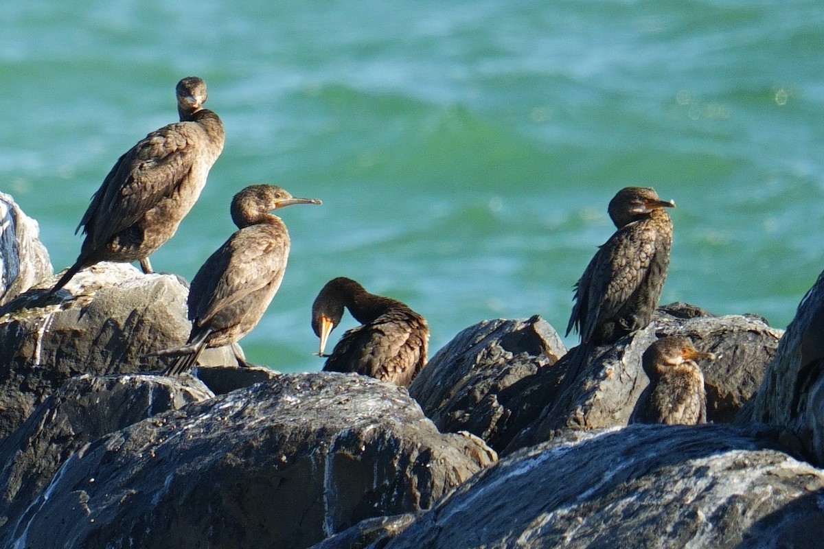 Cormoran du Cap - ML644225480
