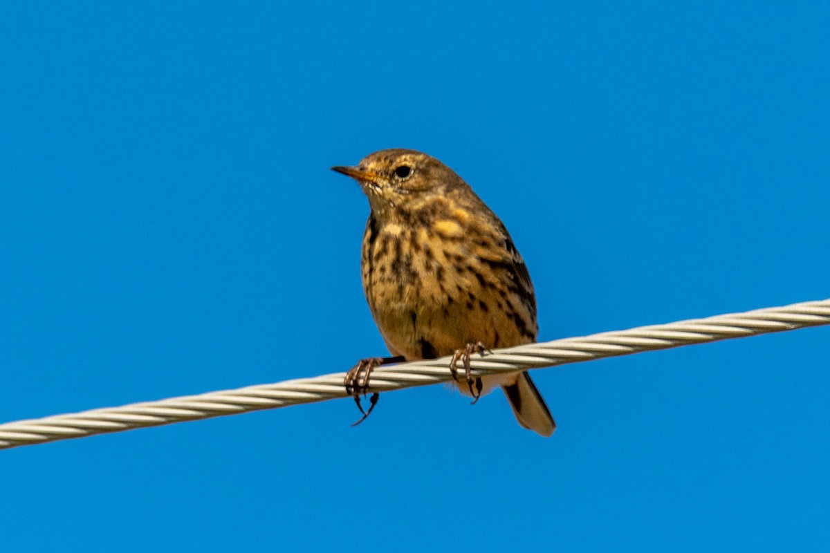 linduška tundrová - ML644225484