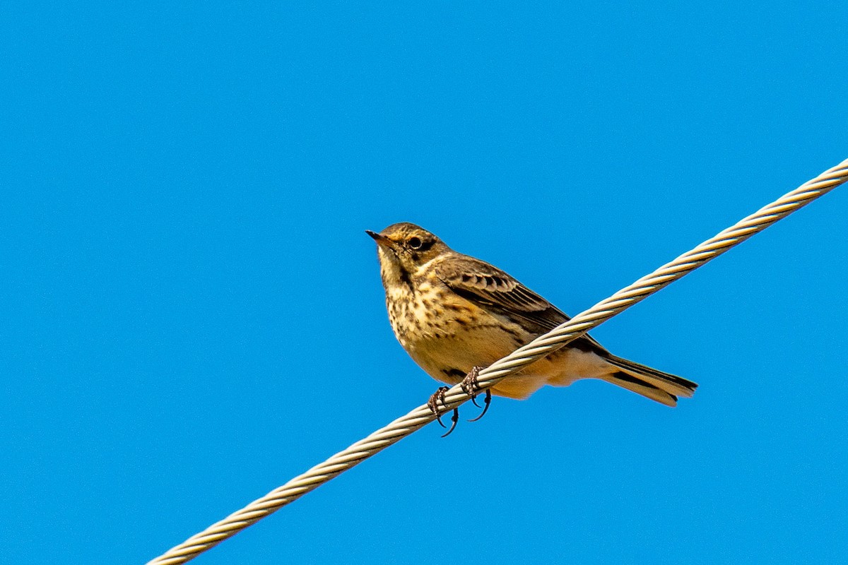 linduška tundrová - ML644225486