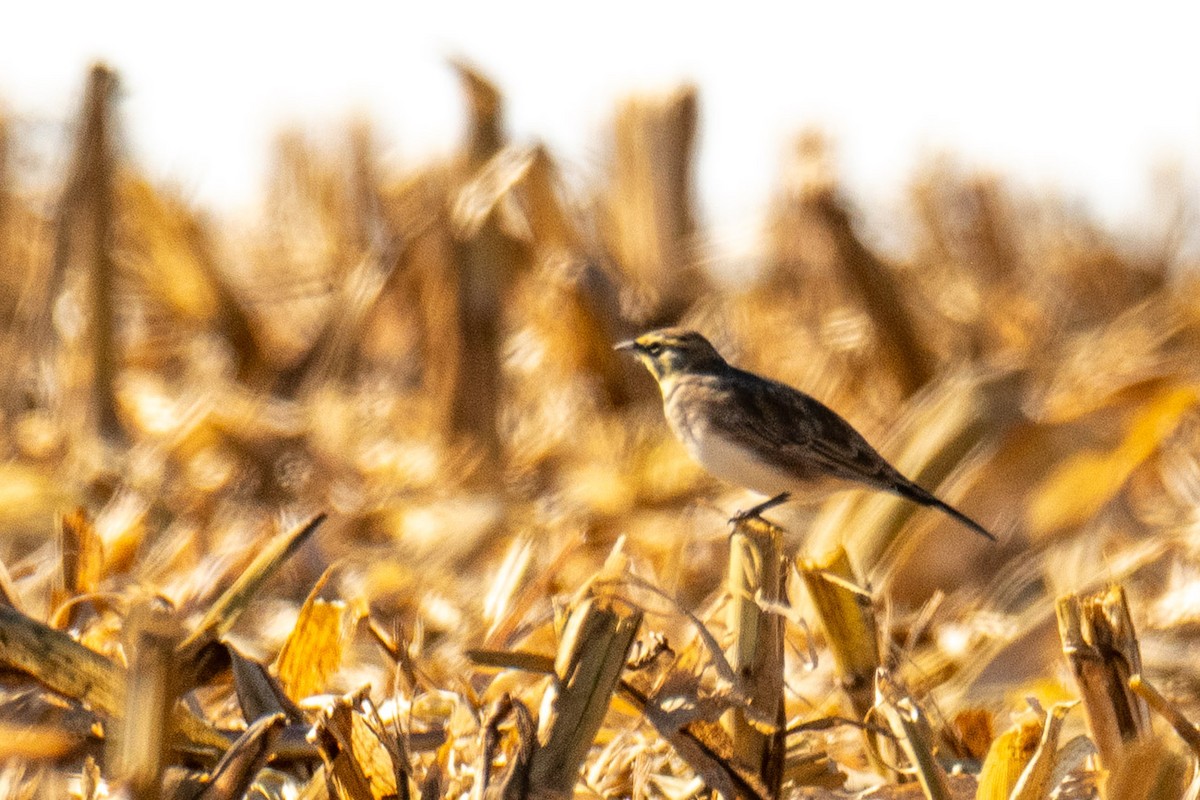 skřivan ouškatý - ML644225492