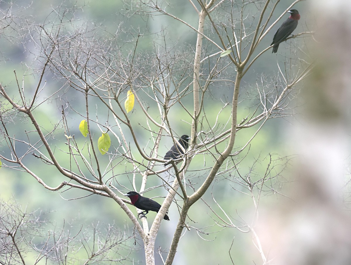 Purple-throated Fruitcrow - ML644225496