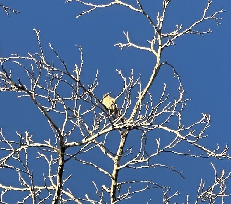 Sinsonte Norteño - ML644225501