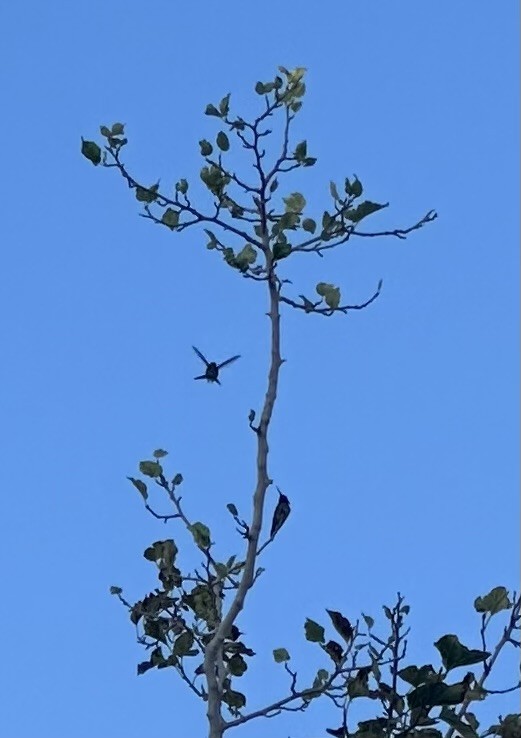 Colibrí de Anna - ML644225506