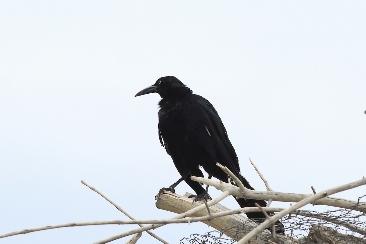 Great-tailed Grackle - ML64422551