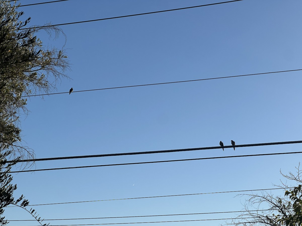 Zenaida Huilota - ML644225510