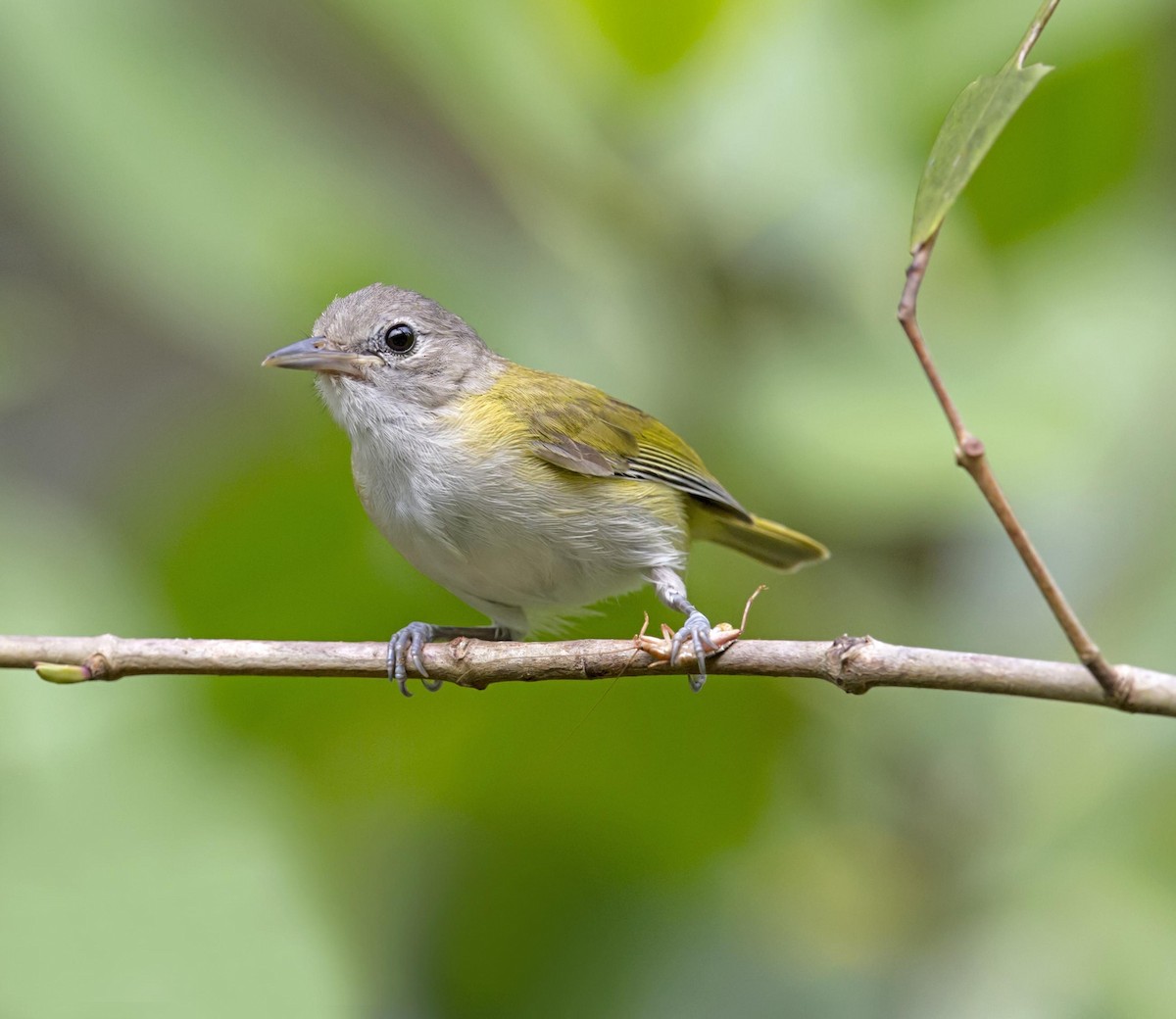 Lesser Greenlet - ML644225513