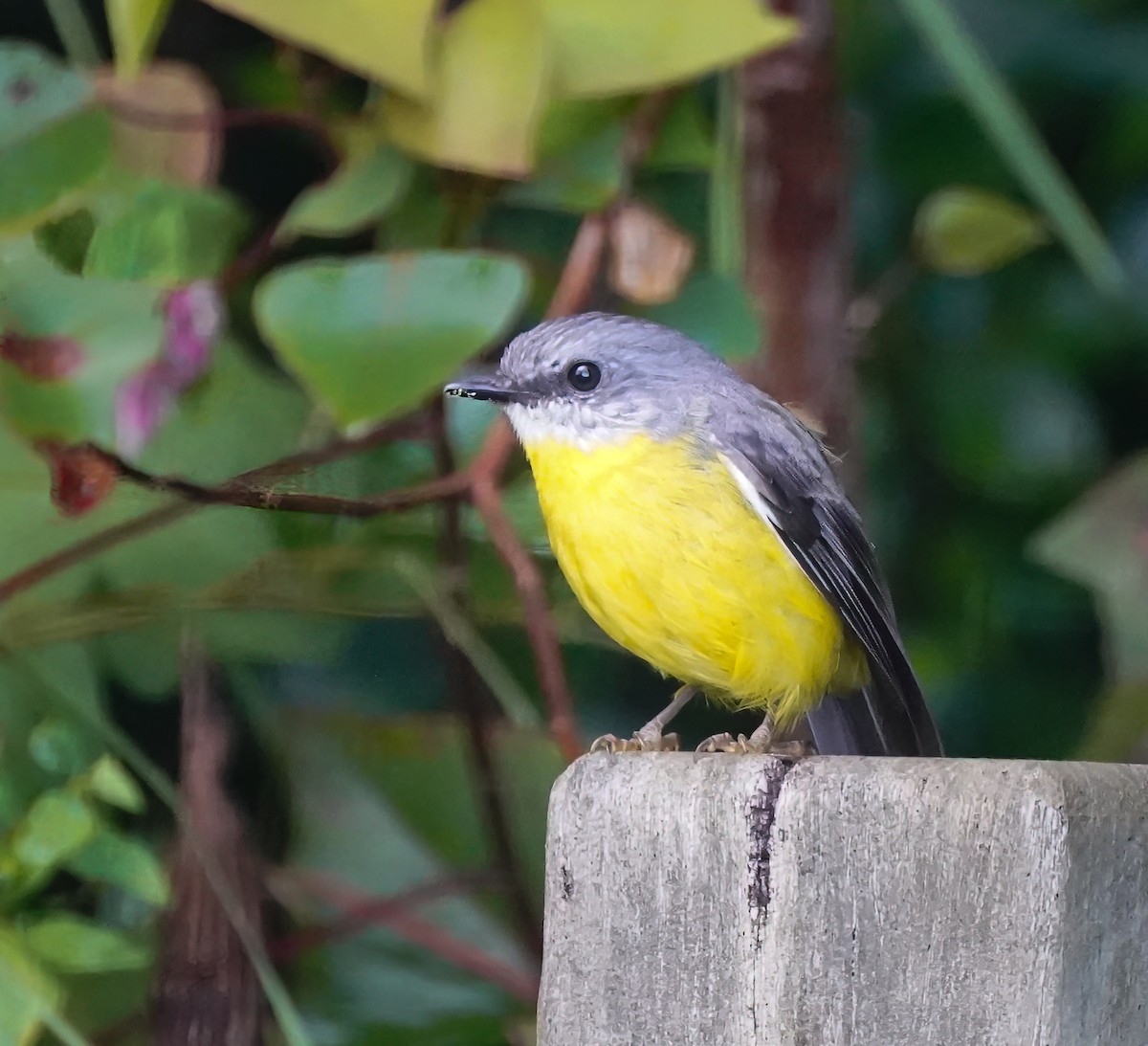 Королець жовтий - ML644225514