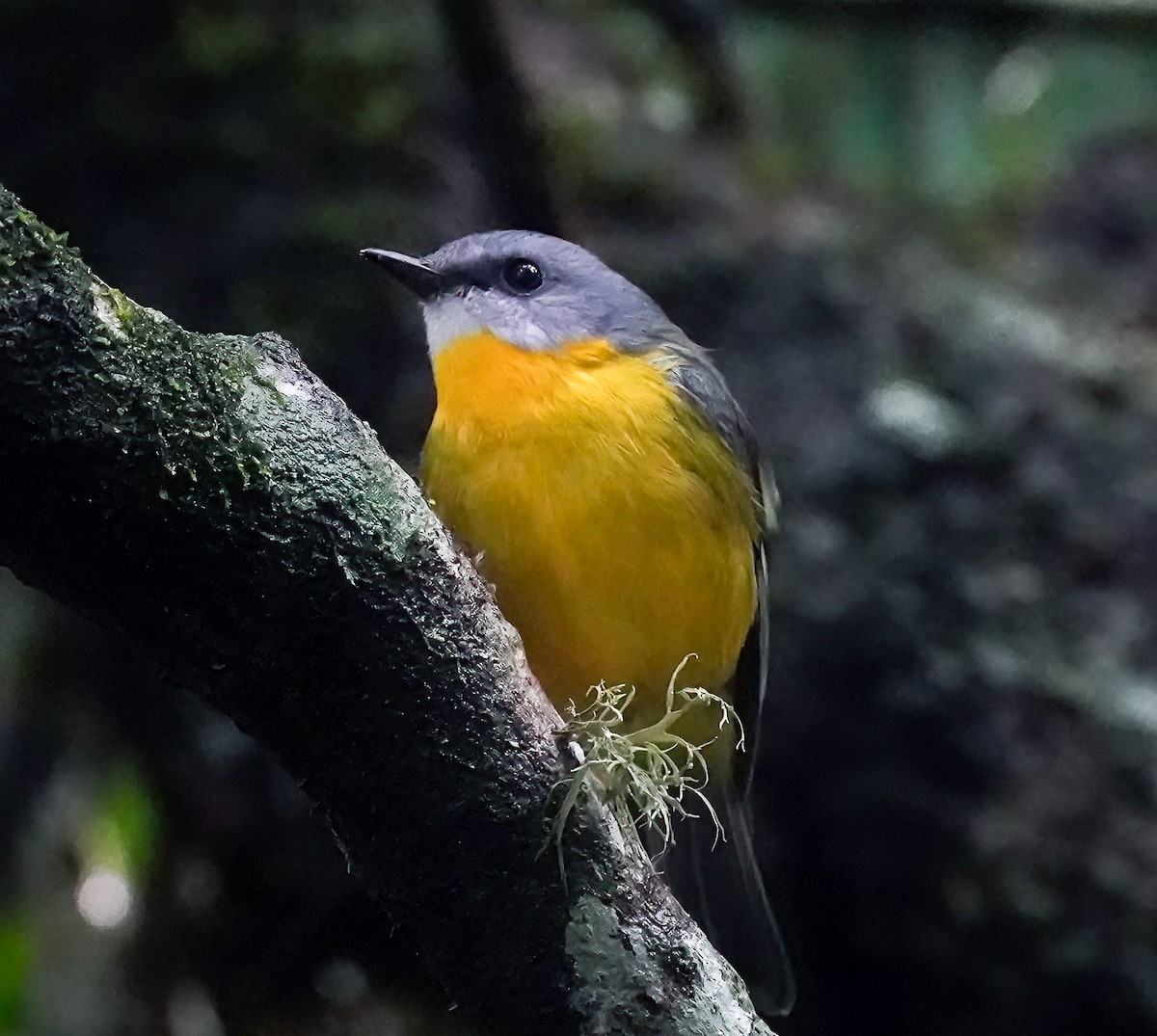 Королець жовтий - ML644225517