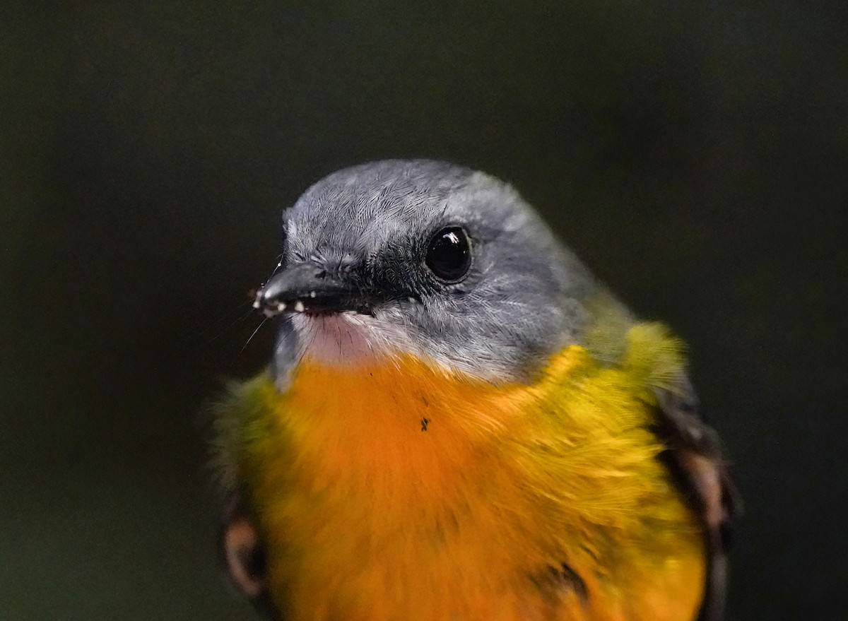 Королець жовтий - ML644225518