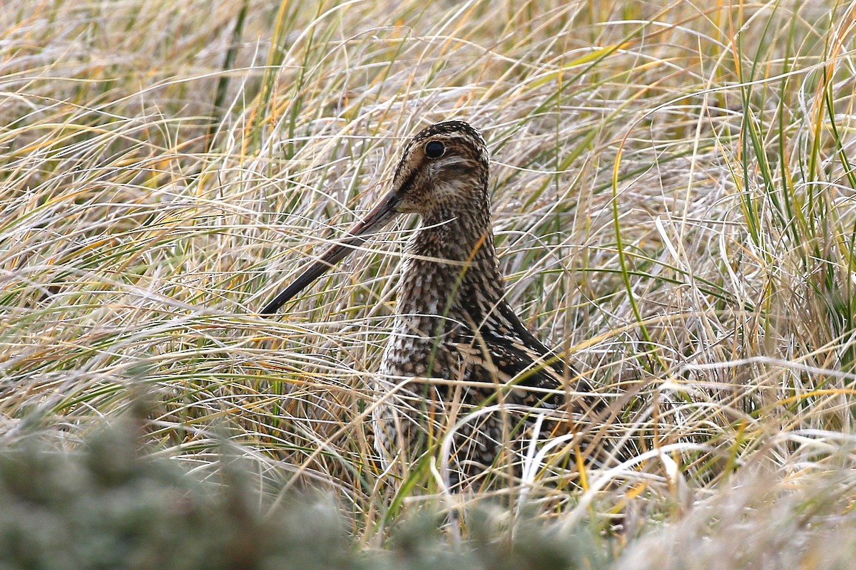 Magellanic Snipe - ML644225519