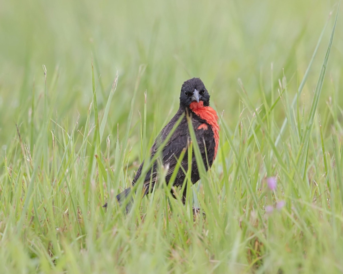Red-breasted Meadowlark - ML644225525