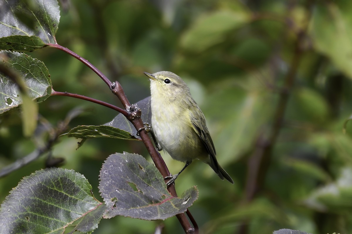 Common Chiffchaff - ML644225530