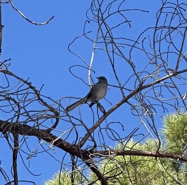 Sinsonte Norteño - ML644225531