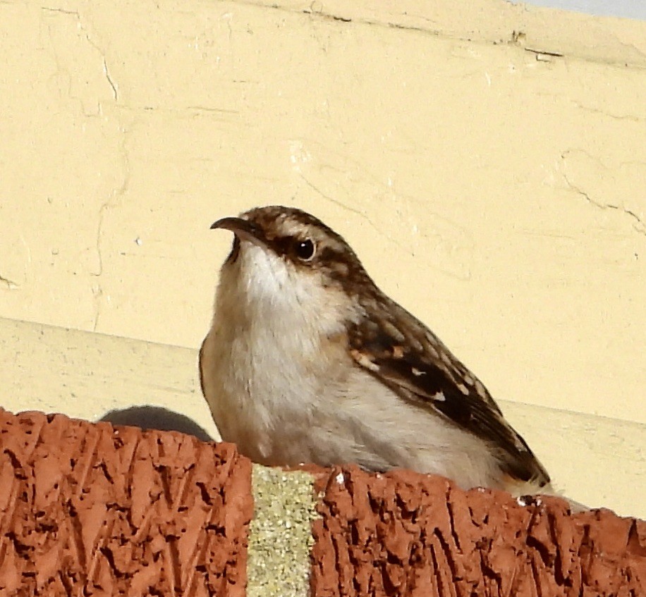 Brown Creeper - ML644225538