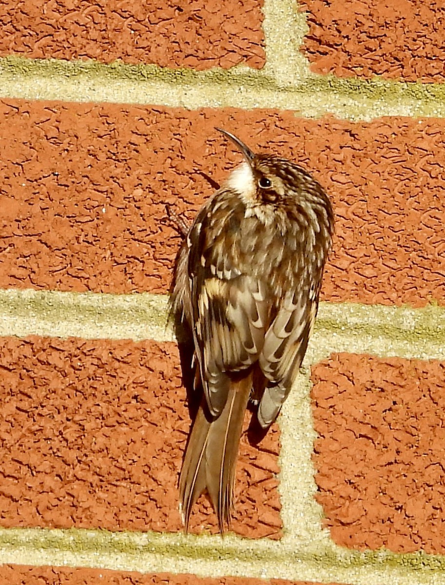 Brown Creeper - ML644225539