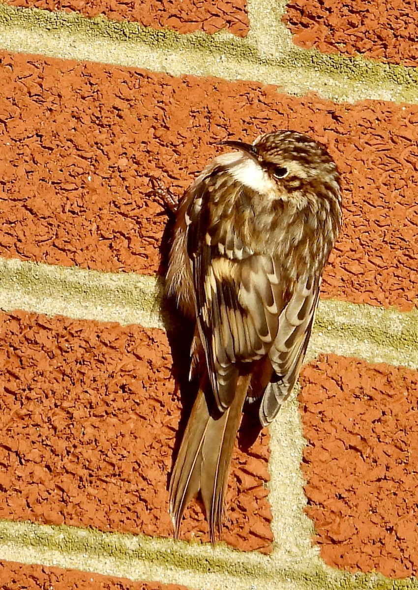 Brown Creeper - ML644225540