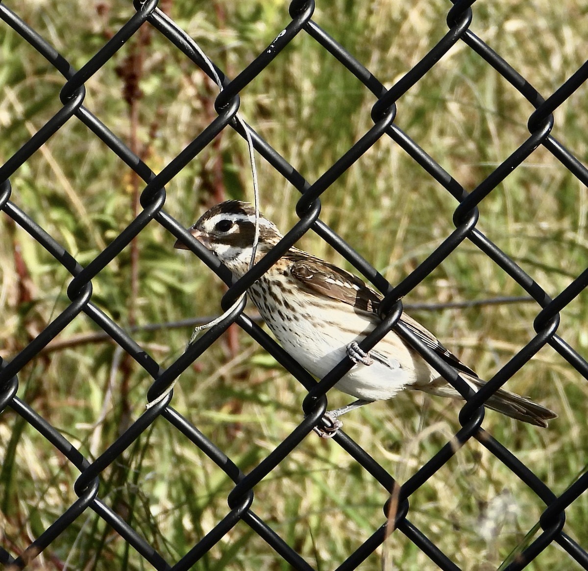 Rose-breasted Grosbeak - ML644225551