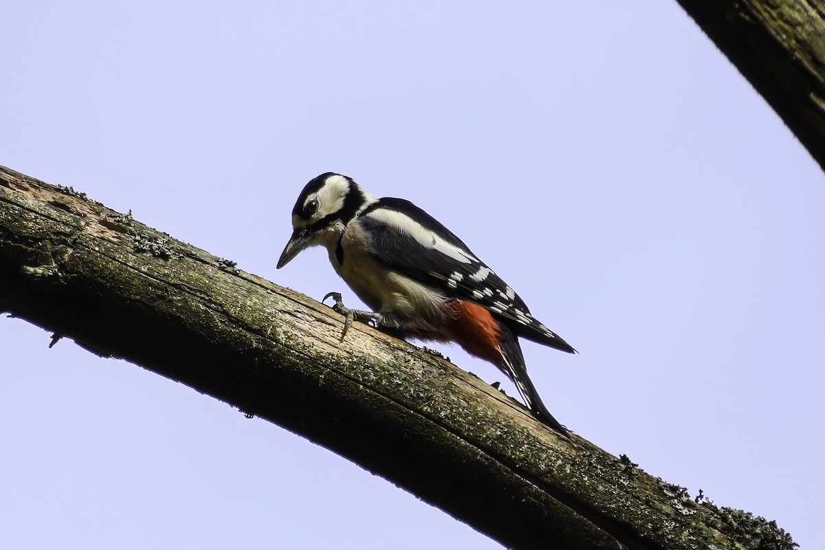 Great Spotted Woodpecker - ML644225552