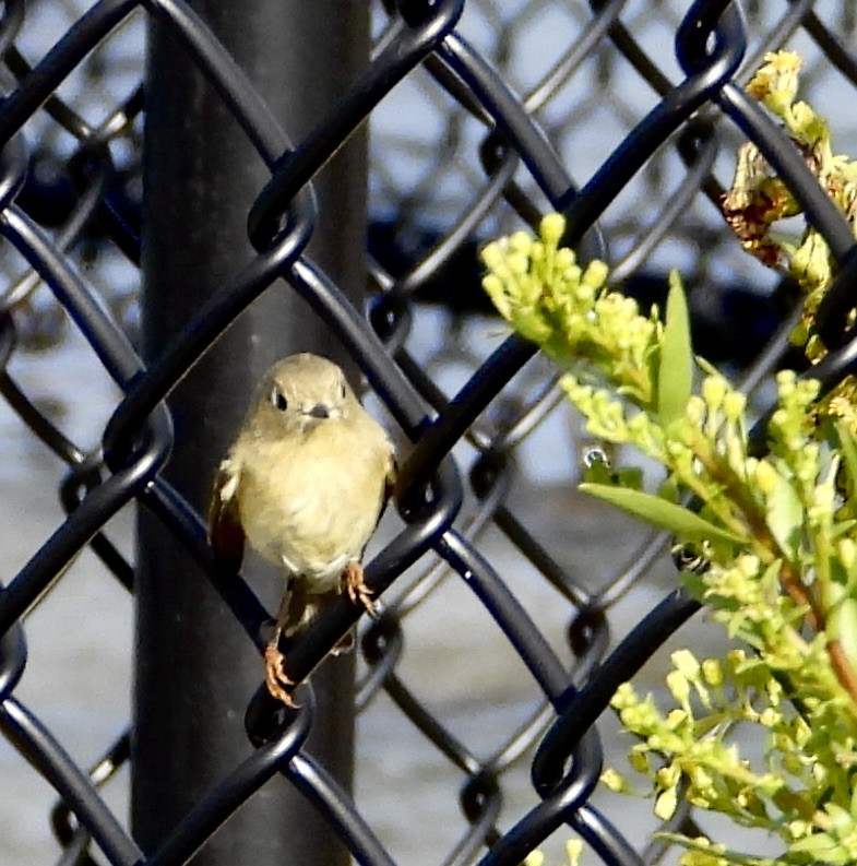 Ruby-crowned Kinglet - ML644225576