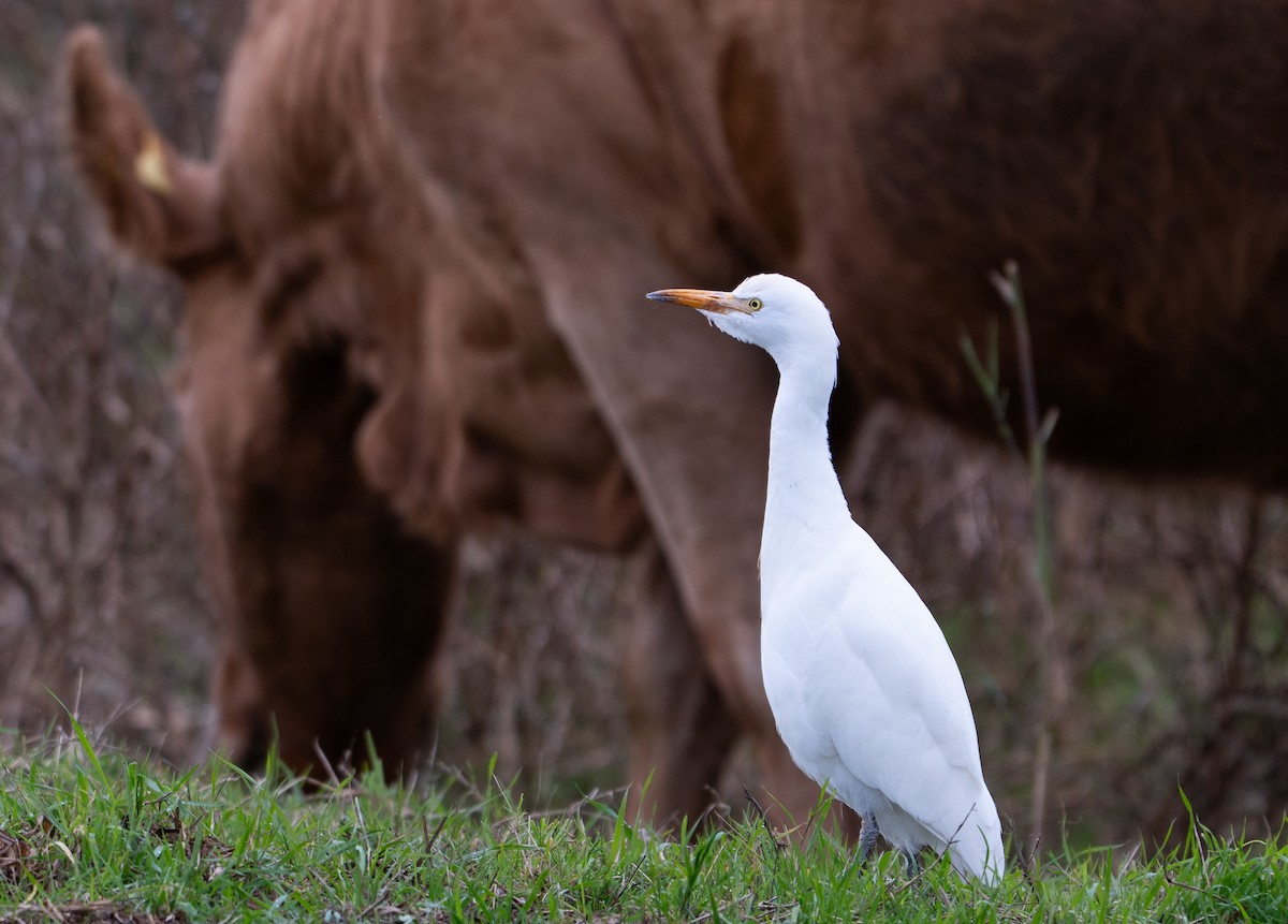 Airone guardabuoi - ML644225578